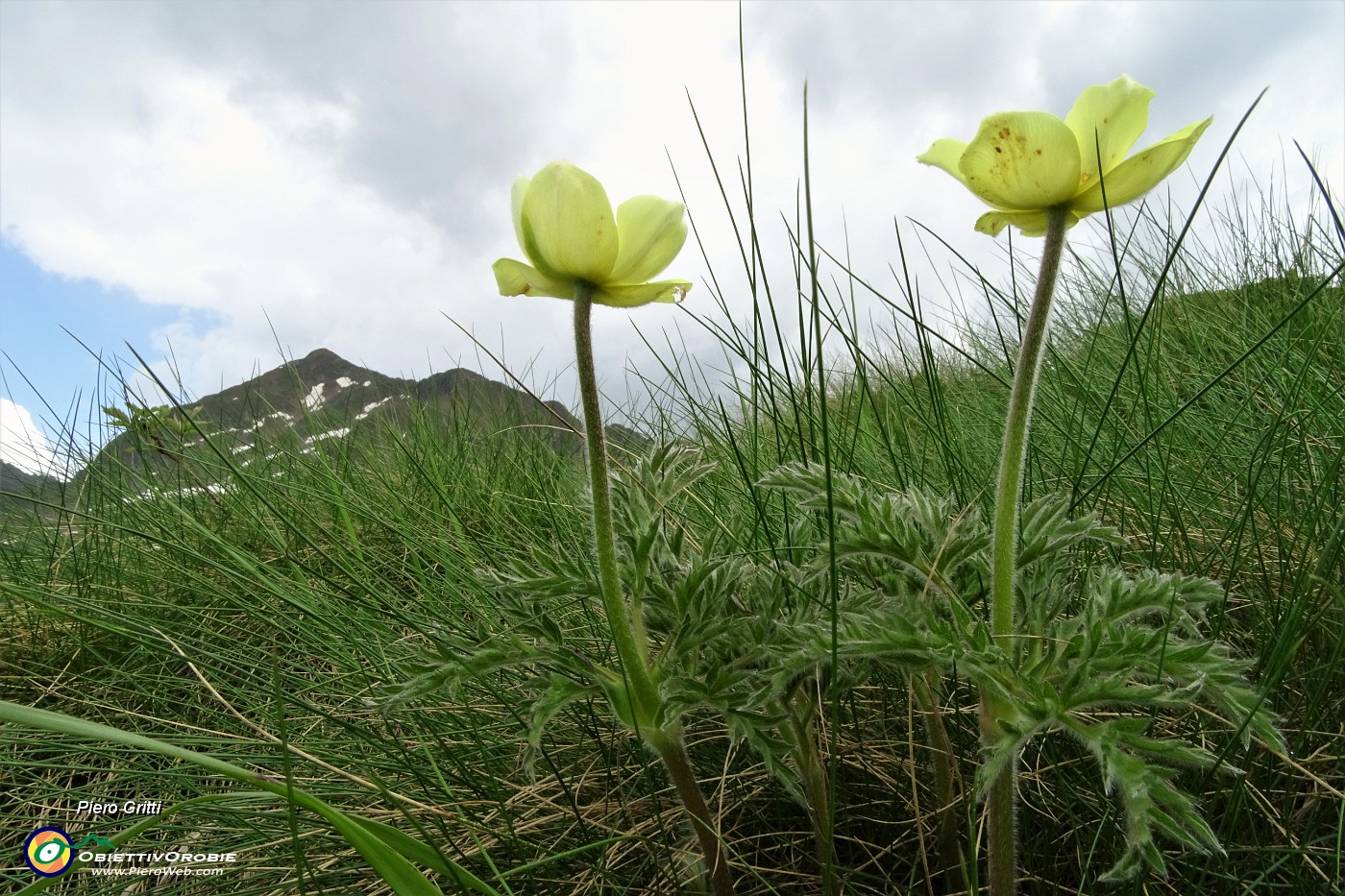 86 Pulsatilla alpina sulfurea.JPG